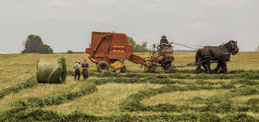 Vegetable Farm Vegetable Farm