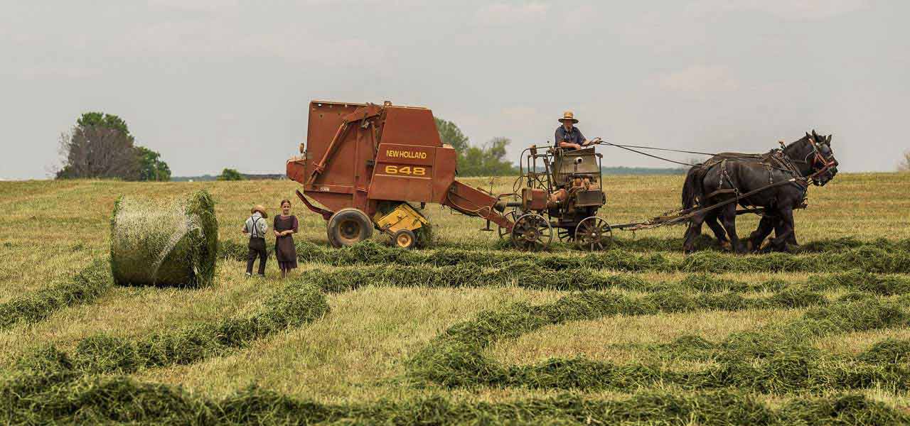Vegetable Farm Vegetable Farm