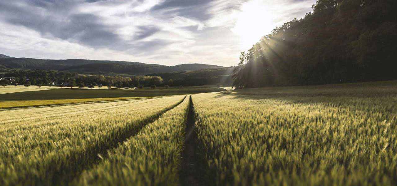 Vegetable Farm Vegetable Farm