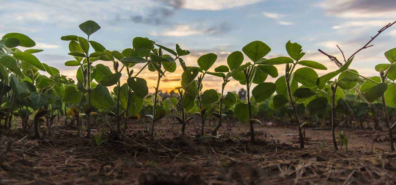 Vegetable Farm Vegetable Farm
